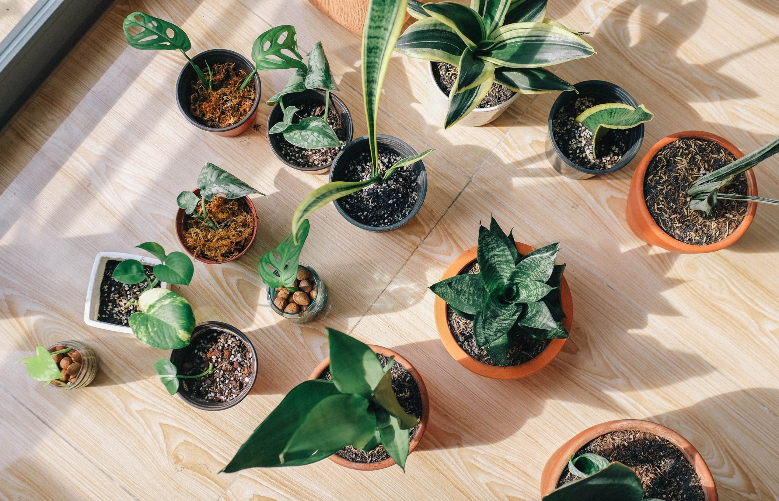 10 plantes pour décorer votre intérieur
